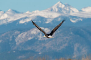 aquila che vola sopra una montagna rocciosa