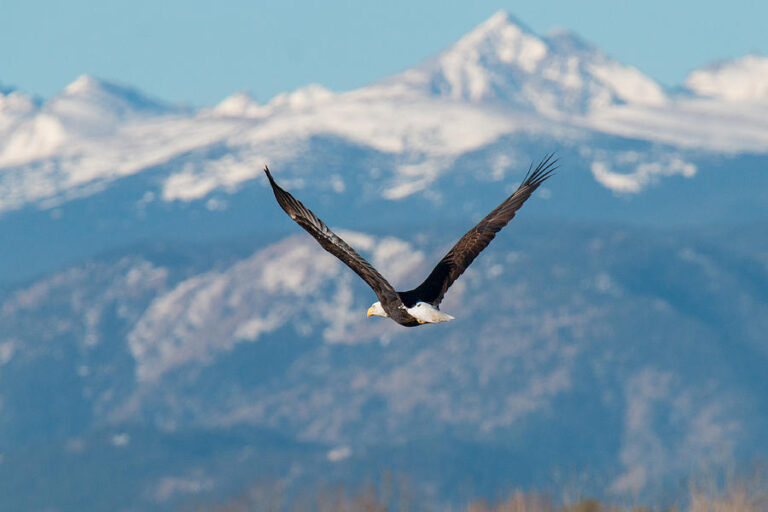 aquila che vola sopra una montagna rocciosa