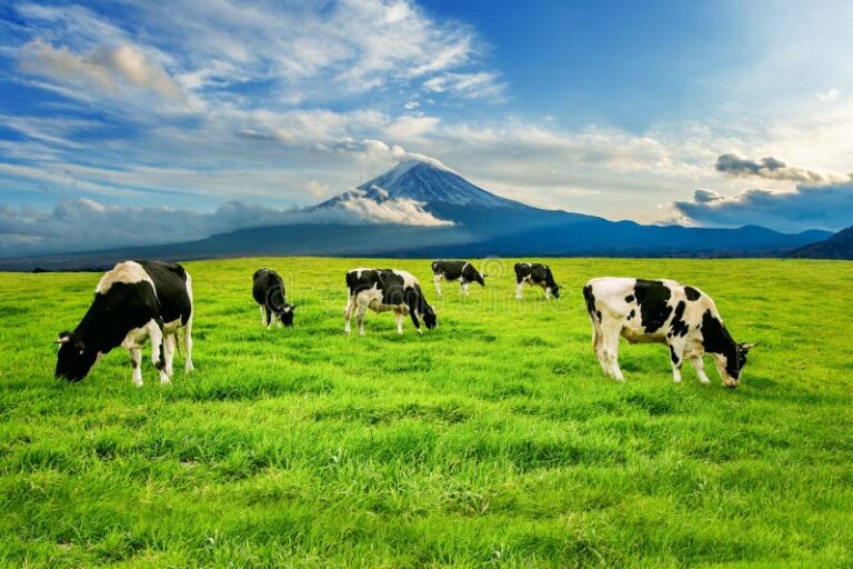 Come si Calcola l’Imu Dei Terreni Agricoli e Chi Deve Pagarla 4 Come si Calcola l’Imu Dei Terreni Agricoli e Chi Deve Pagarla